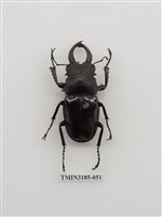 藏品(鬼艷鍬形蟲)的圖片